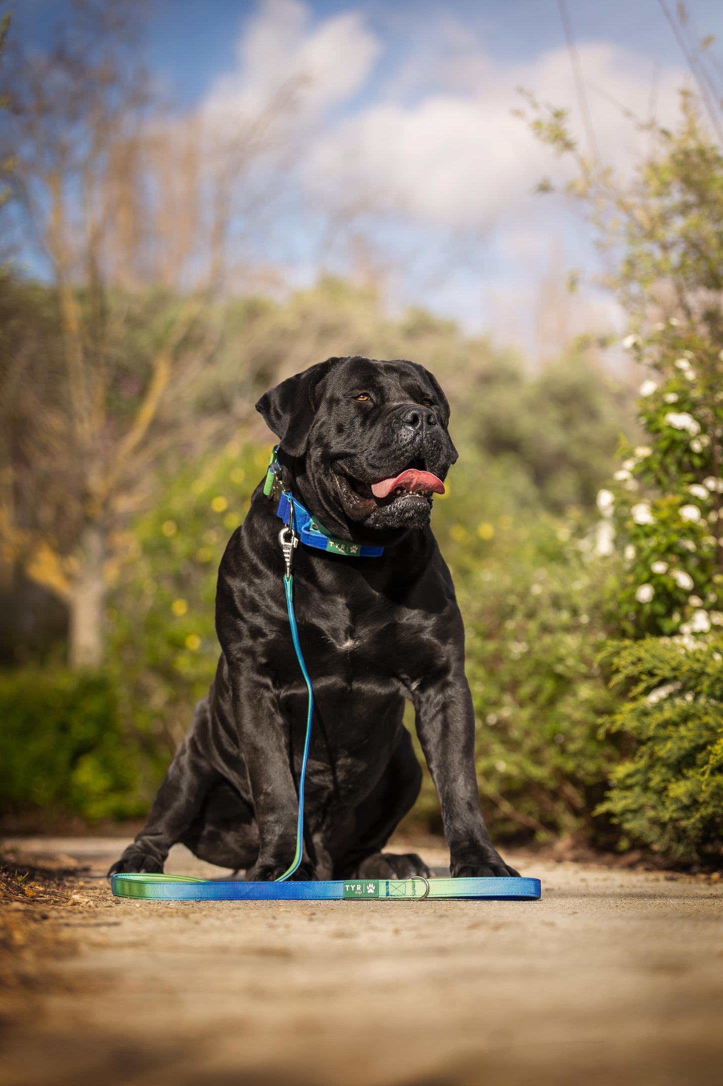 Set Collar/Leash Model Chic