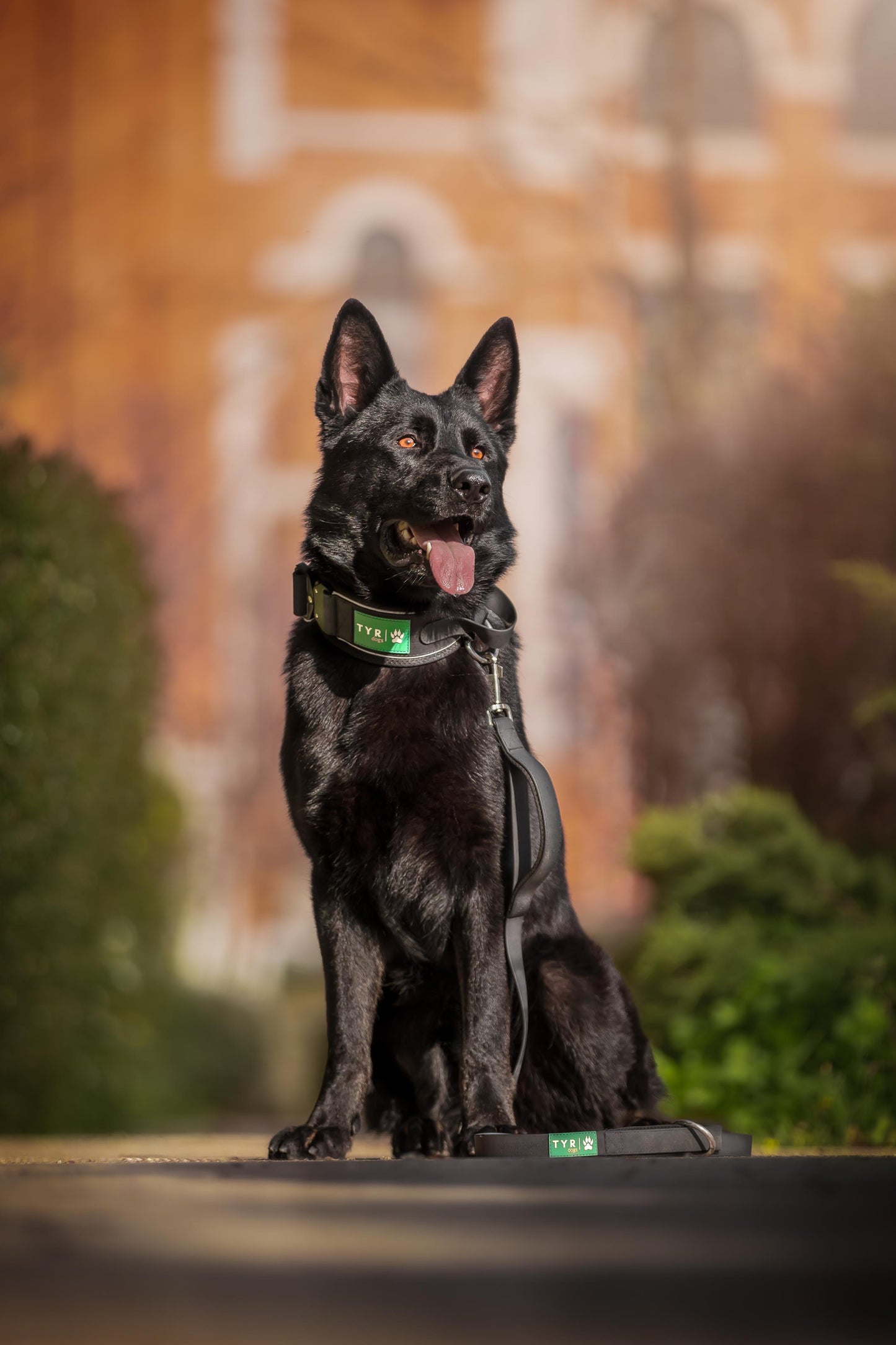 Set Collar/Leash Model Monster