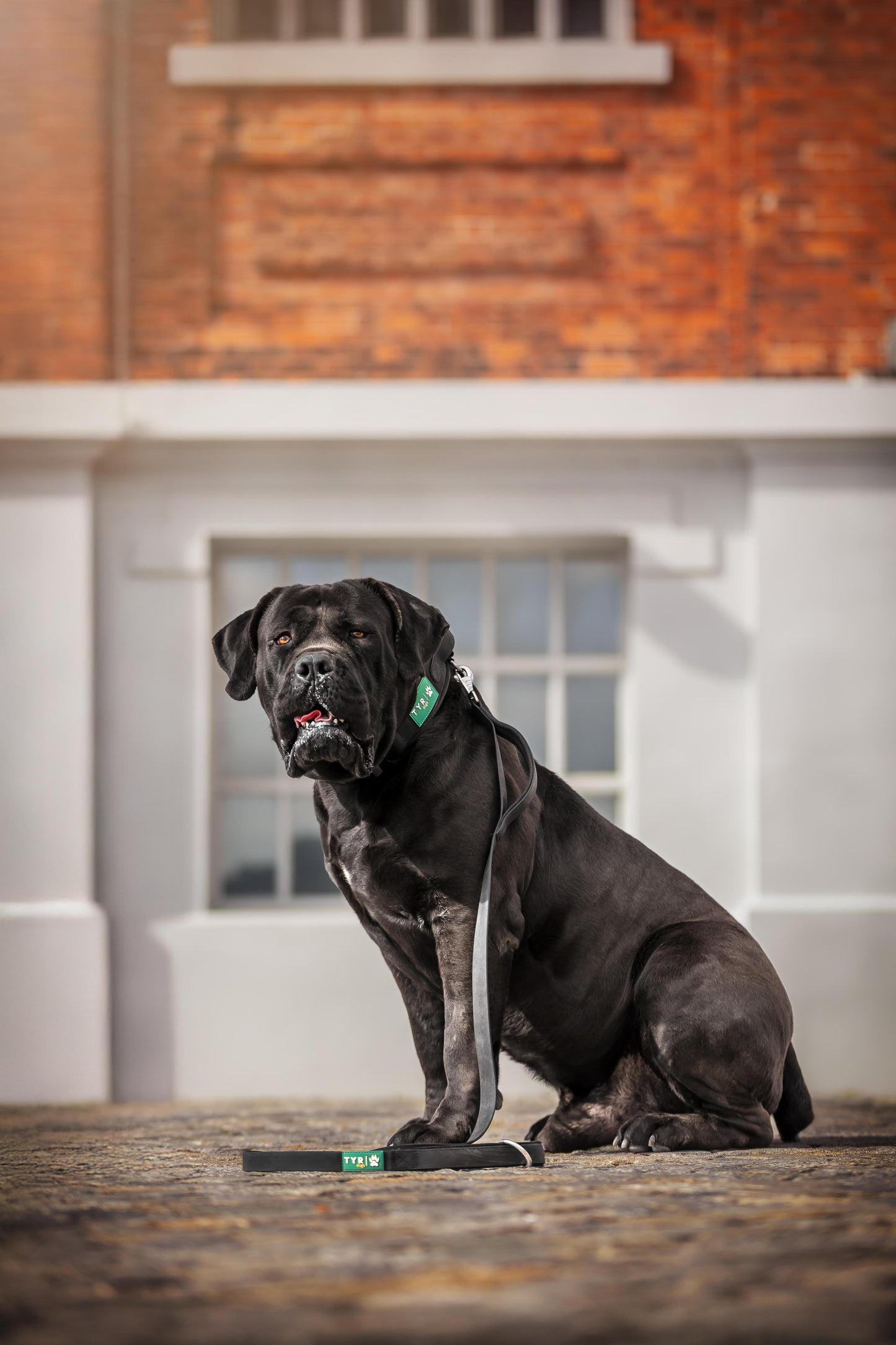 Set Collar/Leash Model Monster